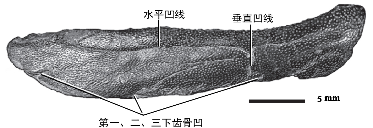 無孔魚