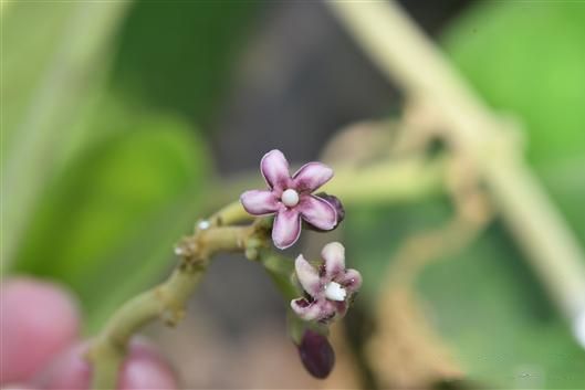 緬甸牛奶菜