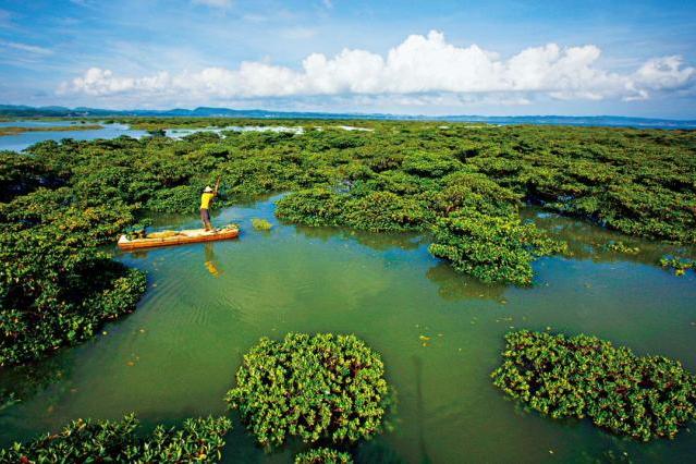 生物性海岸