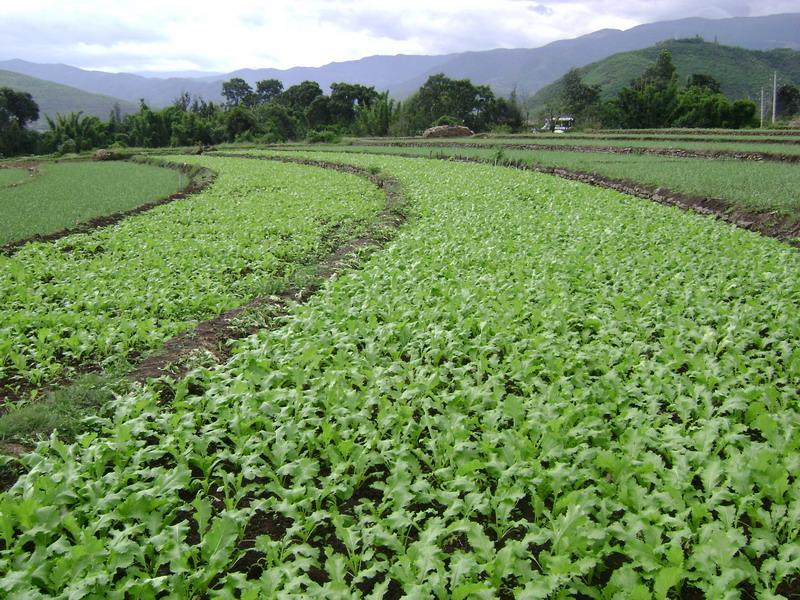 黑谷田自然村