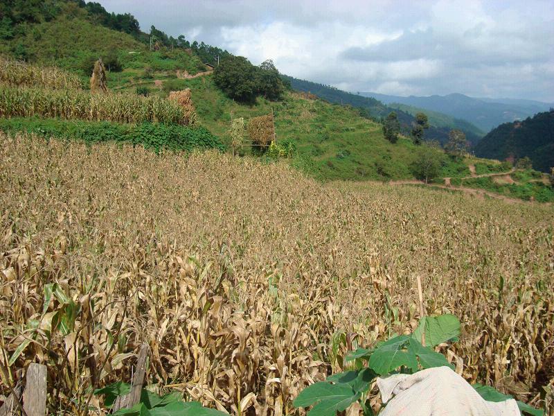 臥單村玉米種植