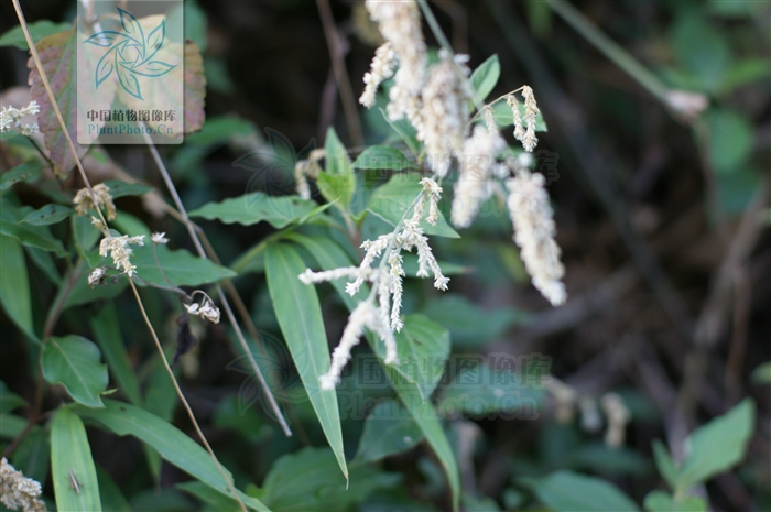 白花莧 白花莧 形態特徵 生長環境 分布範圍 主要價值 中文百科全書