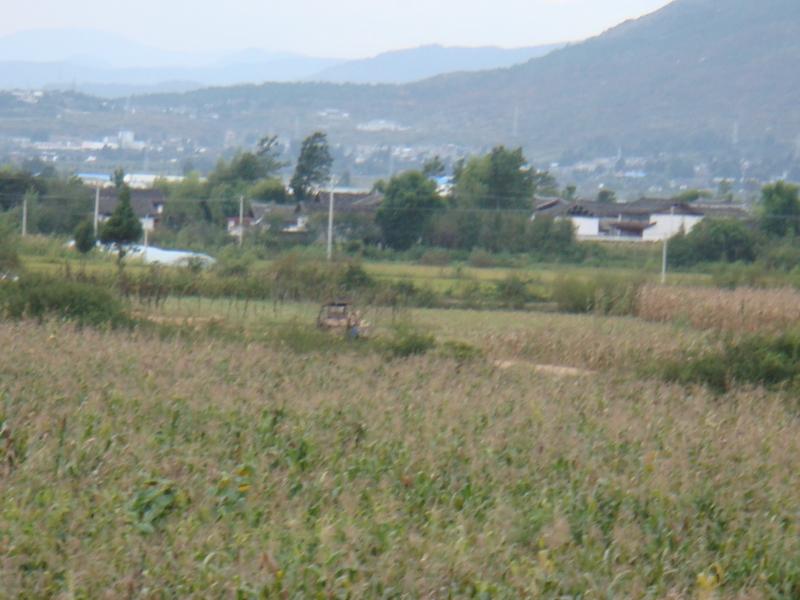 恩烈下村玉米地