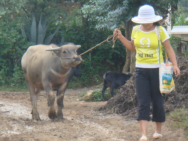 同邑一自然村村內道路