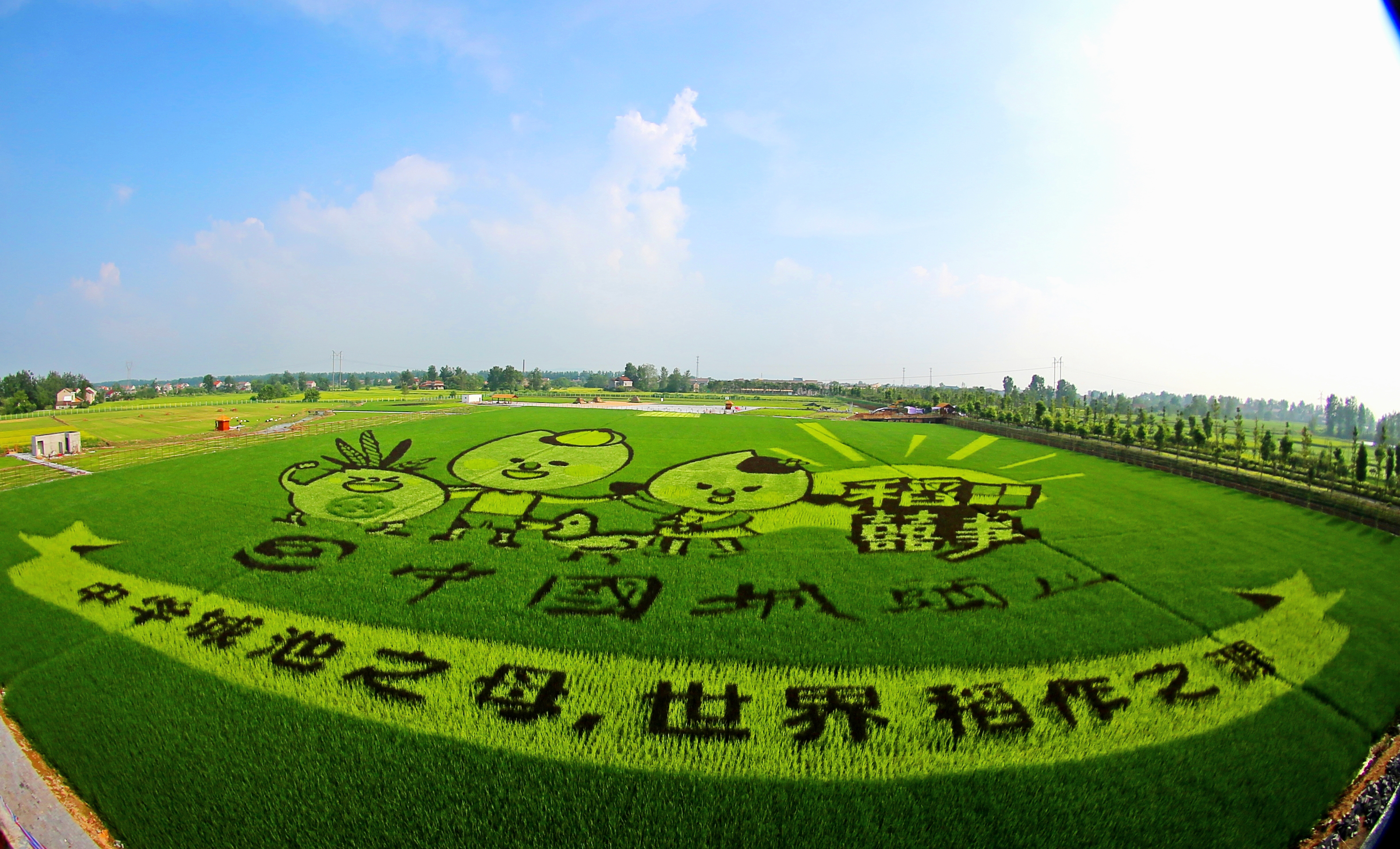 台策劃團隊首次進入大陸創作稻田彩繪