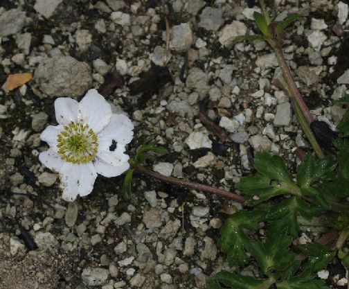 多果銀蓮花(多果銀蓮花（亞種）)