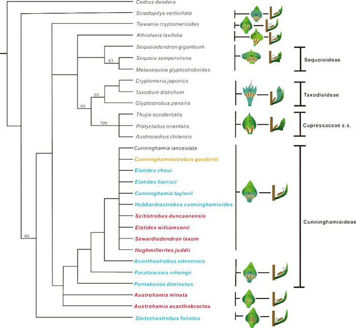 重建的柏科系統發育樹（左側）及柏科苞鱗複合體示意圖（右側）