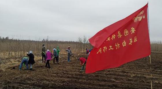 長白村藍靛果種植