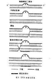 DNA損傷修復