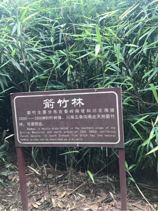 箭竹林(自貢市富順縣李橋鎮五條溝景區內的一處景點)