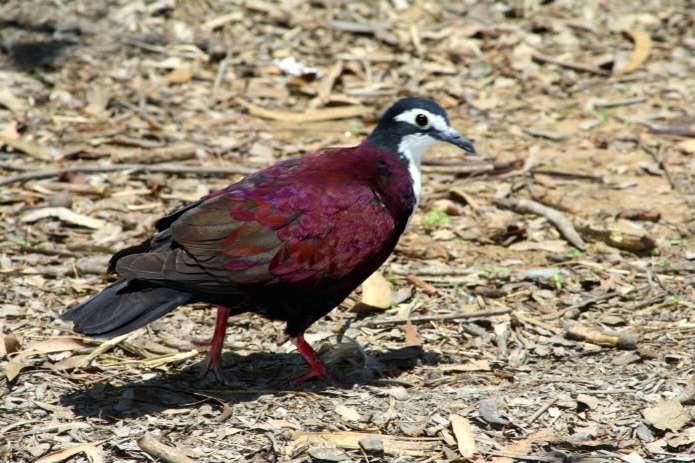 白胸雞鳩