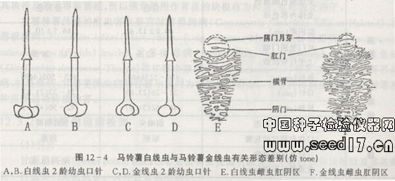 馬鈴薯白線蟲