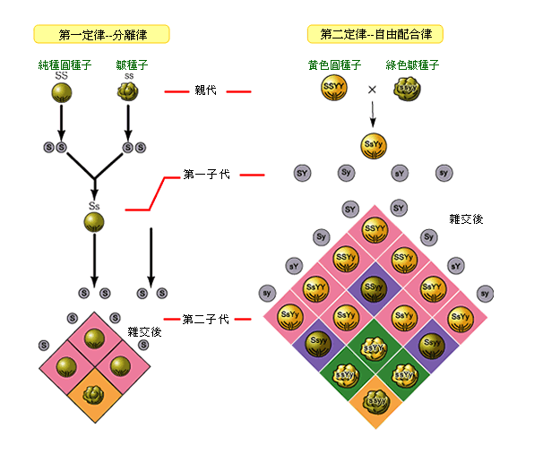 性狀分離比