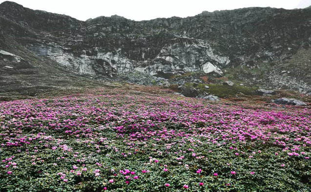 亞東縣遍野的杜鵑花海