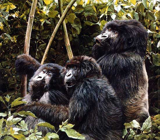 阿伯德爾國家公園的動物