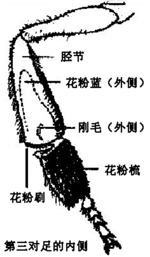 花粉刷