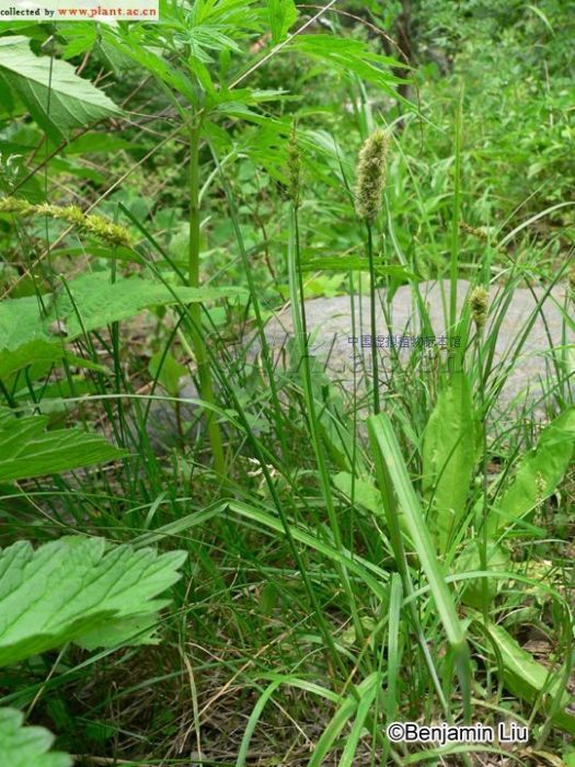 大雄薹草(大雄苔草)