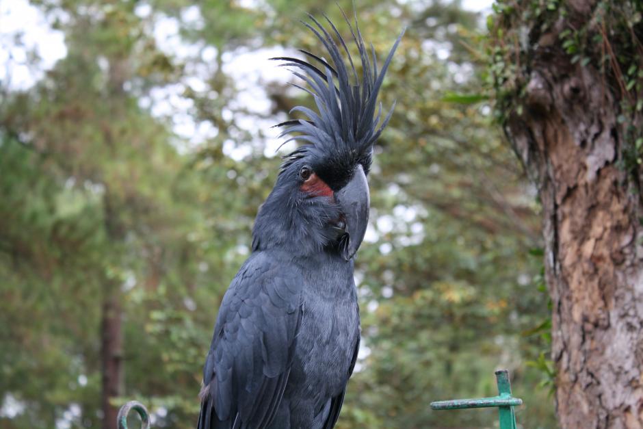 棕櫚鳳頭鸚鵡巴布亞亞種