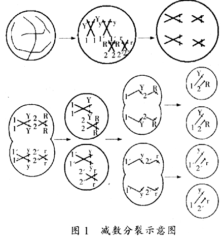 減數分裂過程