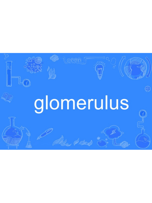 glomerulus