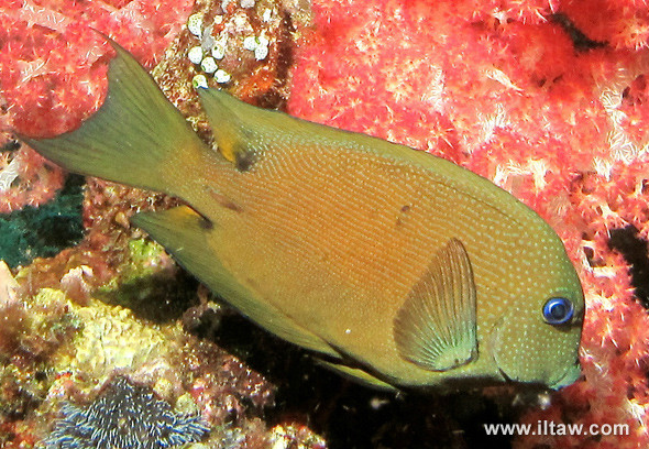 雙斑櫛齒刺尾魚