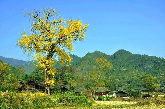 西那村