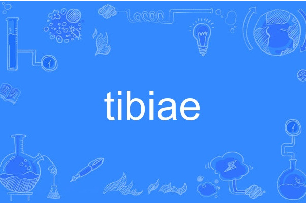 tibiae