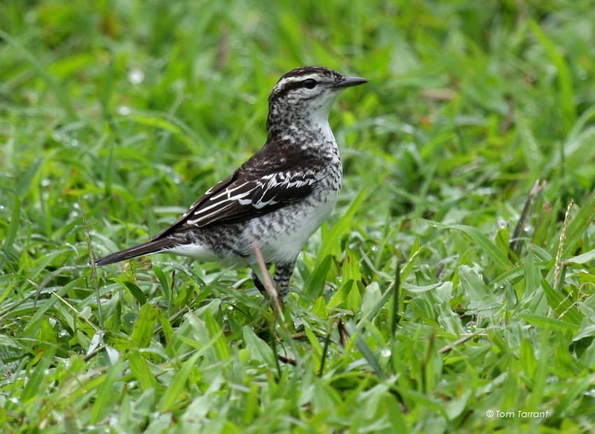 斑鳴鵑鵙