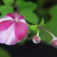 打破碗碗花(銀蓮花屬植物)