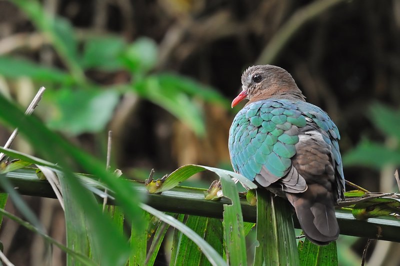 綠背金鳩南太平洋亞種