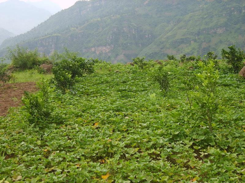 墳山灣自然村種植業