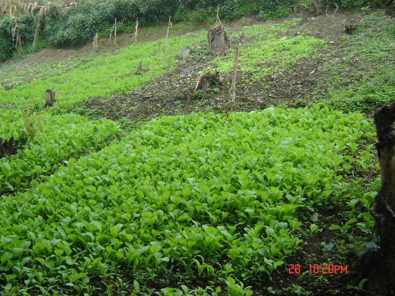 賴茂村