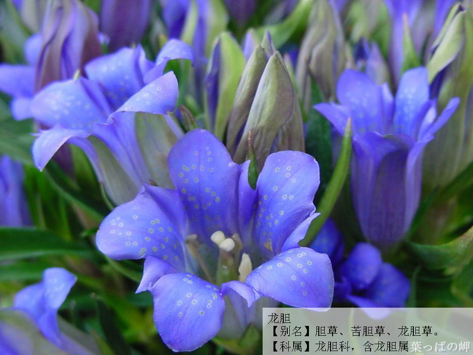 龍膽花