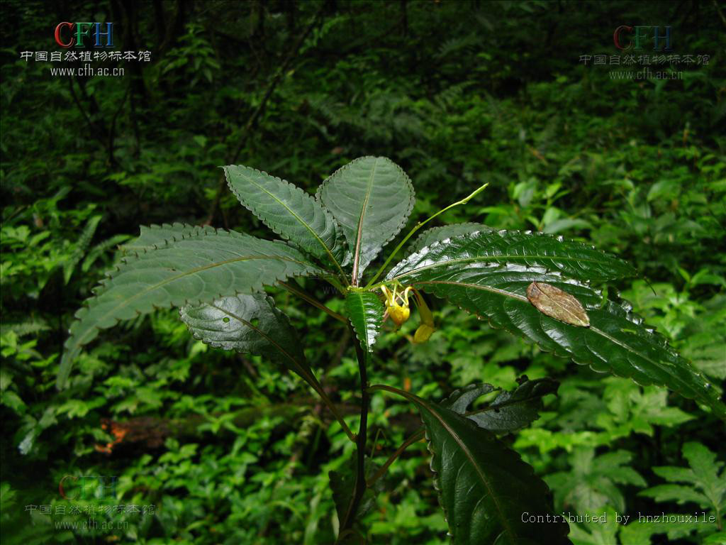 湖北鳳仙花