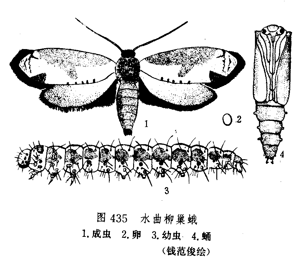 水曲柳巢蛾