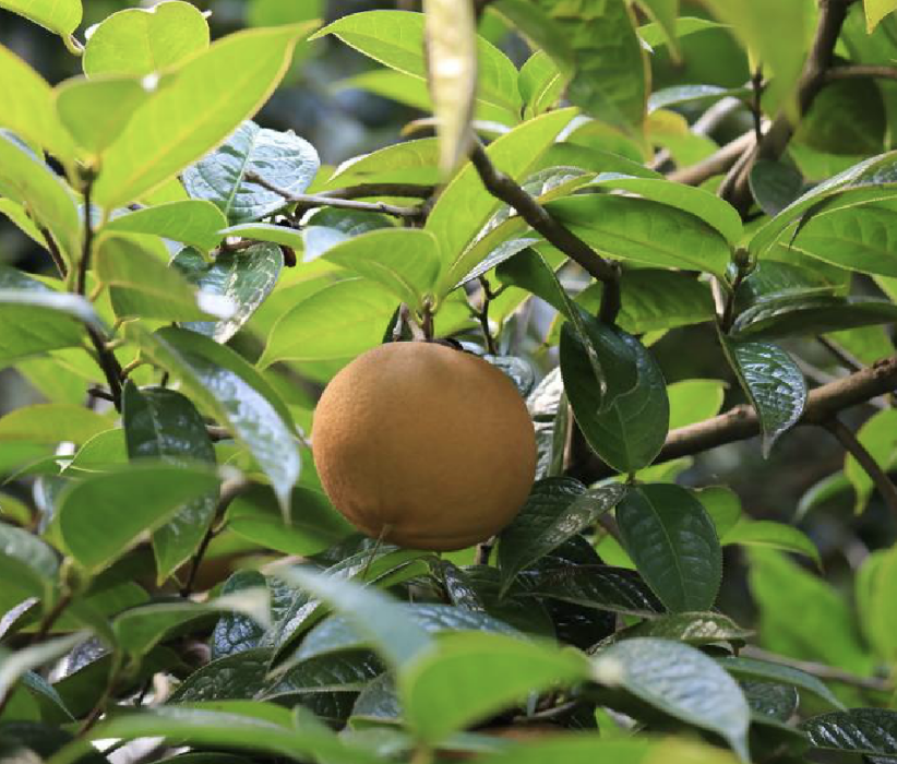 多齒紅山茶(長毛紅山茶)