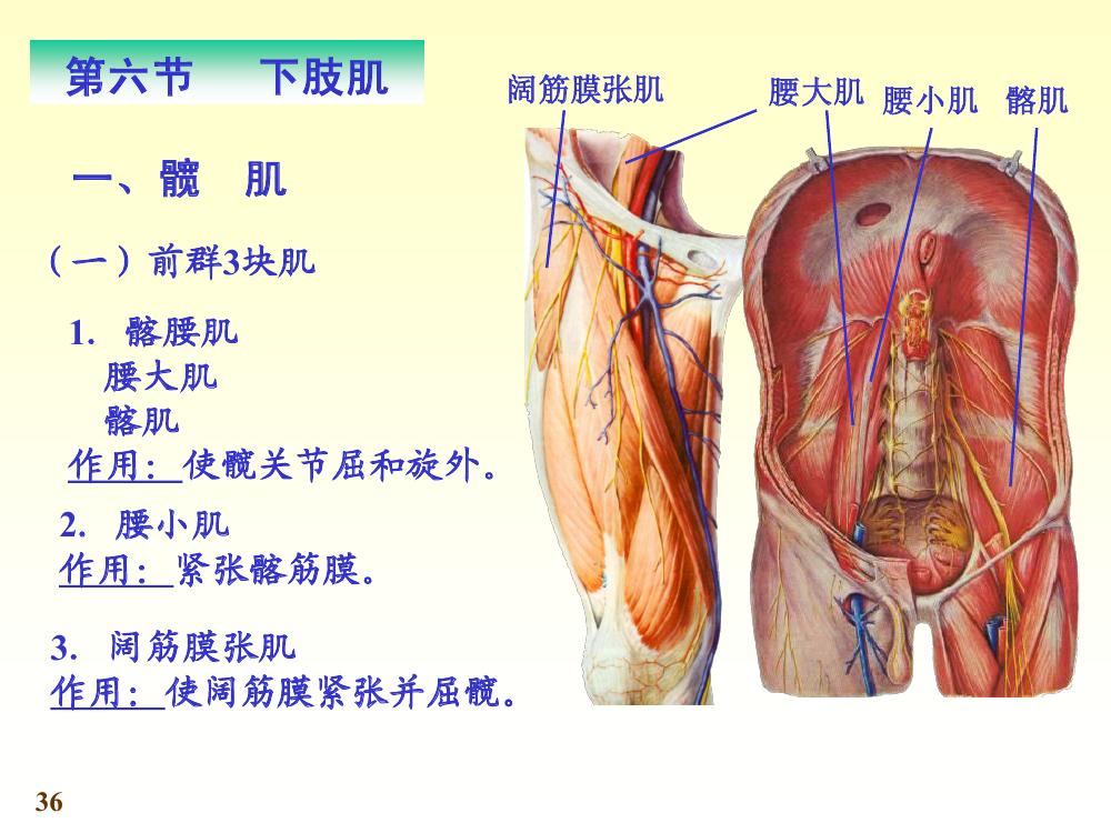 下肢肌