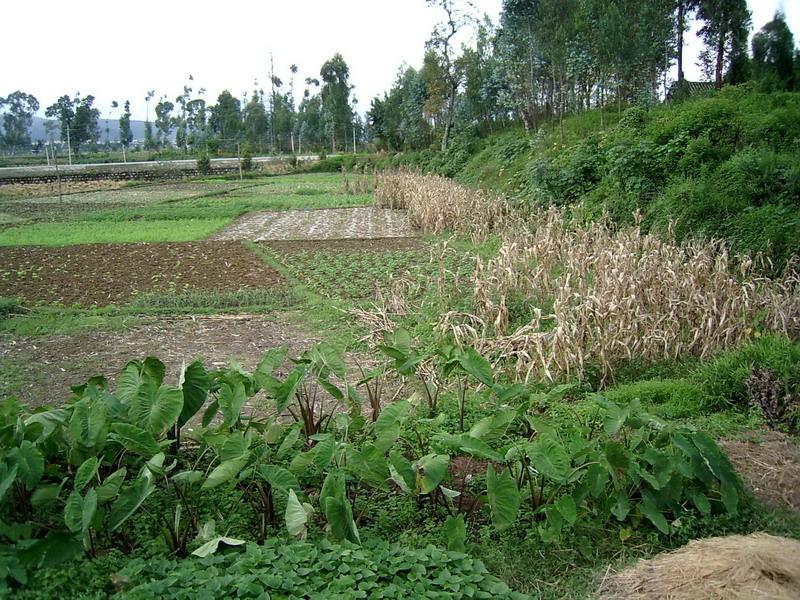 上山腳營村