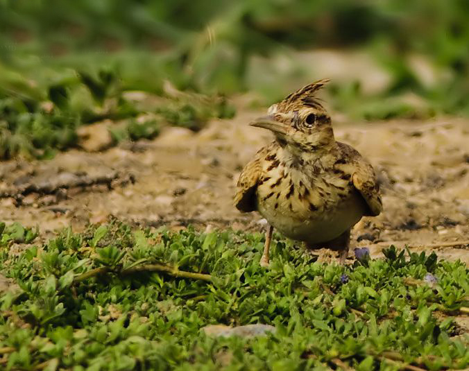 鳳頭百靈西奈亞種