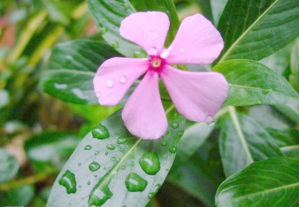 蘭花長春花