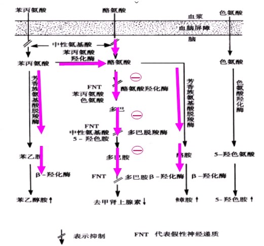 芳香族胺基酸