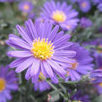 紫菀屬(aster（植物名稱）)