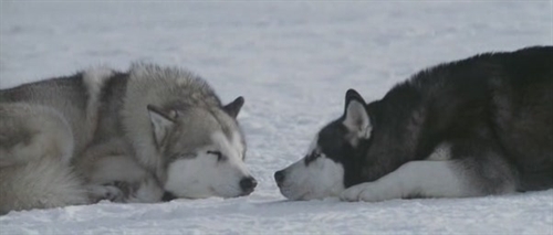 極地雪犬