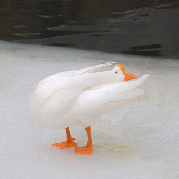 洪澤湖鵝