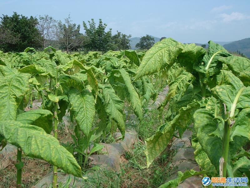 大坪村烤菸種植