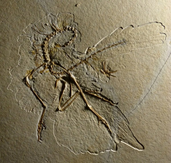 始祖鳥 化石