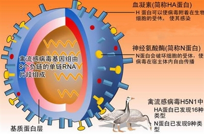 2017年H7N9禽流感疫情