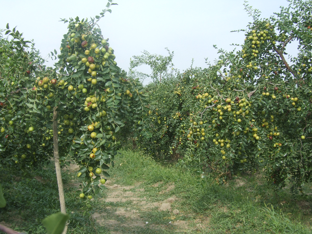 柳樹泉大棗