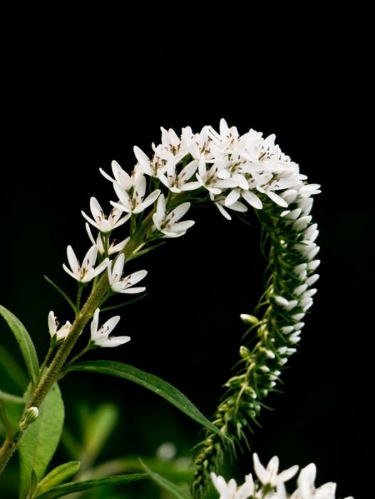 狼尾花(狼尾珍珠菜)