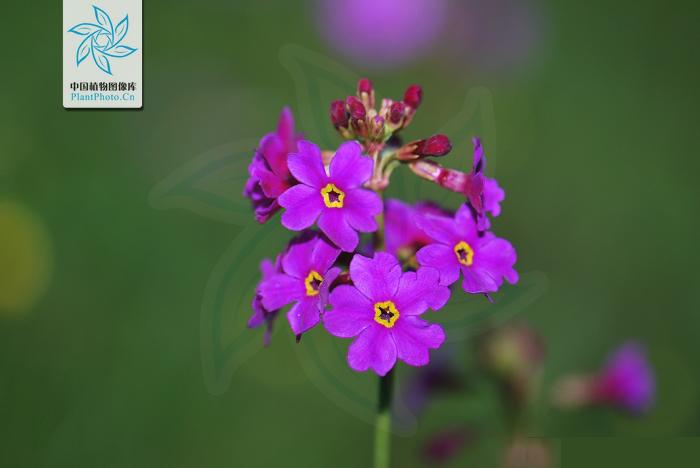 海仙花(報春花科報春花屬植物)